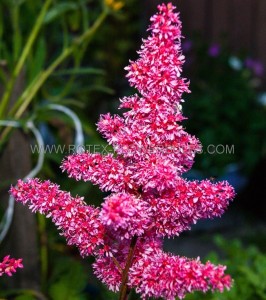 Astilbe (False Spirea) Arendsii ‘Raspberry‘ 2/3 Eye (150 p.Carton)