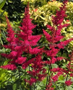 Astilbe (False Spirea) Arendsii ‘Red Drumset‘ 2/3 Eye (25 p.Bag)
