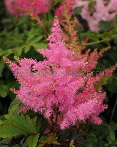 Astilbe (False Spirea) Arendsii ‘Younique Pink‘ 2/3 Eye (150 p.Carton)