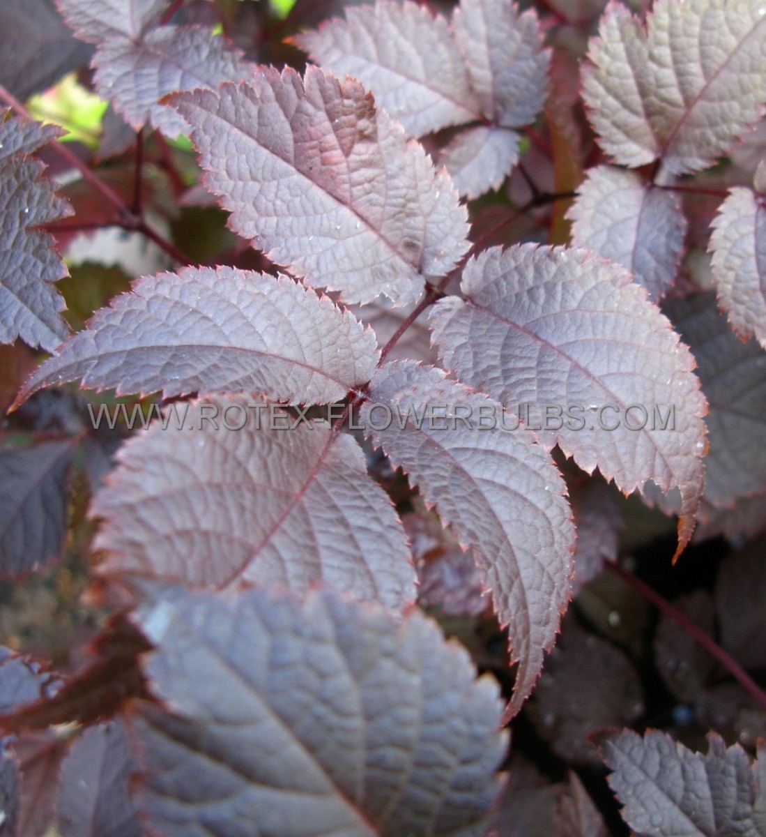 Astilbe (False Spirea) Chinensis ‘Chocolate Shogun‘ 2/3 Eye (150 p.Carton)