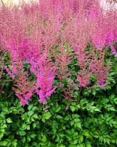 Astilbe (False Spirea) Chinensis ‘Love and Pride‘ 2/3 Eye (25 p.Bag)