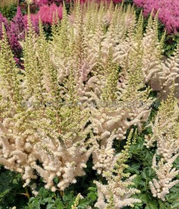 Astilbe (False Spirea) Hybrid ‘Creamy Pearls‘ 2/3 Eye (150 p.Carton)