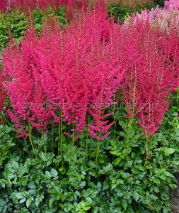 Astilbe (False Spirea) Hybrid ‘Hot Pearls‘ 2/3 Eye (150 p.Carton)