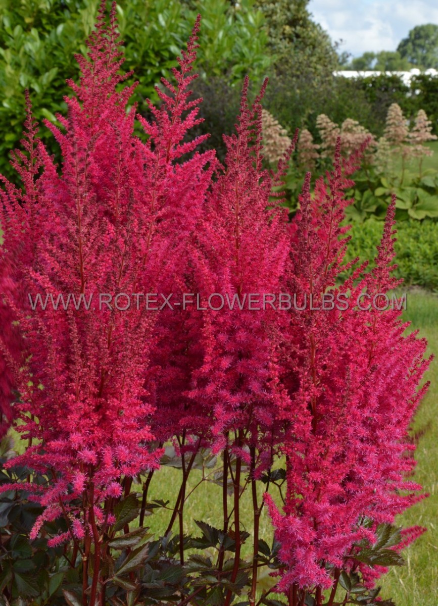 Astilbe (False Spirea) Hybrid ‘Mighty Chocolate Cherry‘ 2/3 Eye (150 p.Carton)