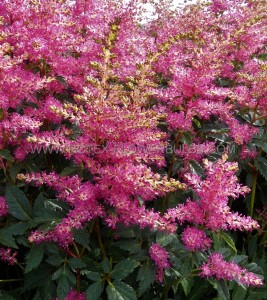 Astilbe (False Spirea) Hybrid ‘Power Pop‘ 2/3 Eye (150 p.Carton)