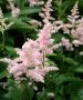 Astilbe (False Spirea) Japonica ‘Peach Blossom‘ 2/3 Eye (25 p.Bag) Astilbe (False Spirea) Japonica ‘Peach Blossom‘ 2/3 Eye (25 p.Bag)