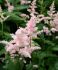 Astilbe False Spirea Japonica Peach Blossom 23 Eye 25 p.Bag