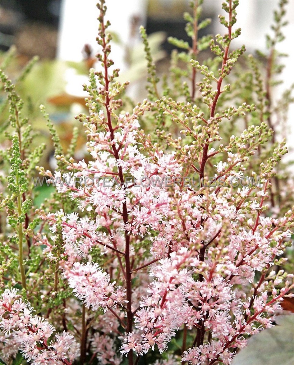 Astilbe (False Spirea) Simplicifolia ‘Pretty in Pink‘ 2/3 Eye (150 p.Carton)