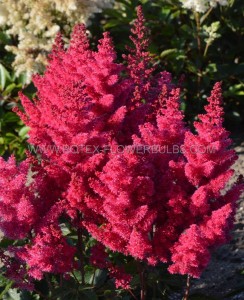 Astilbe (False Spirea) Spp. ‘Sunny Day‘ 2/3 Eye (150 p.Carton)