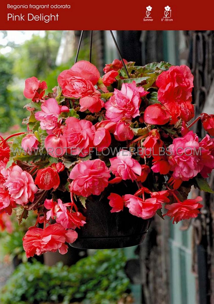 begonia fragrant hanging basket odorata pink delight 6 cm 15 pkgsx 1