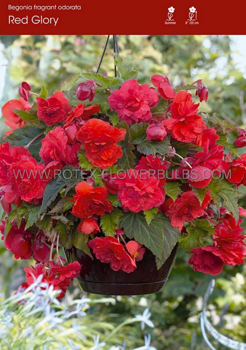 begonia fragrant hanging basket odorata red glory 6 cm 25 pbinbox