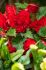 begonia fragrant hanging basket odorata red glory 6 cm 15 pkgsx 1