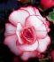 begonia novelty bouton de rose 6 cm 15 pkgsx 1