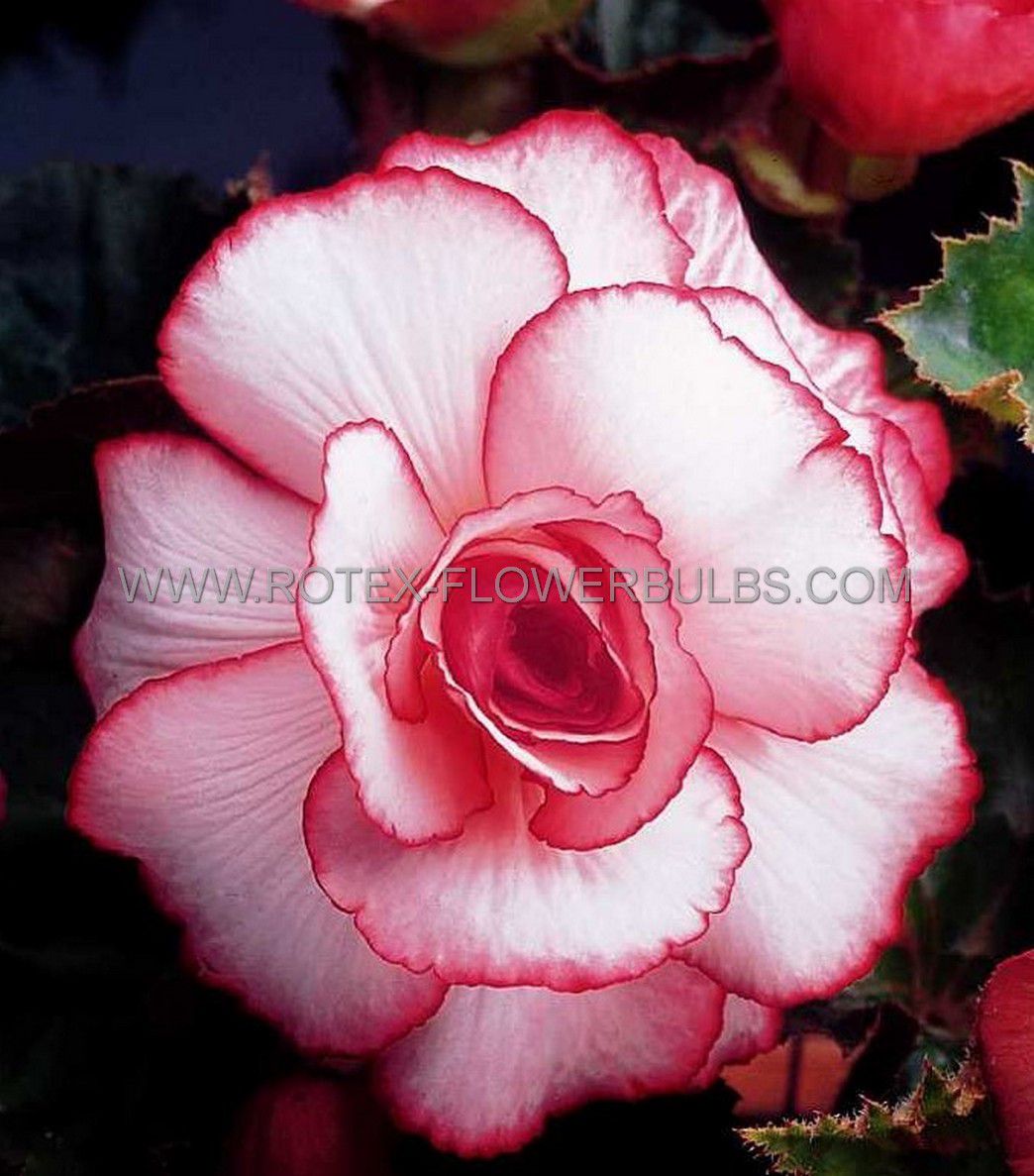 begonia novelty bouton de rose 6 cm 25 pbinbox