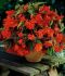 begonia pendula orange 6 cm 15 pkgsx 1