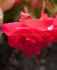begonia pendula pink 6 cm 15 pkgsx 1