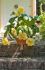 begonia pendula yellow 6 cm 15 pkgsx 1