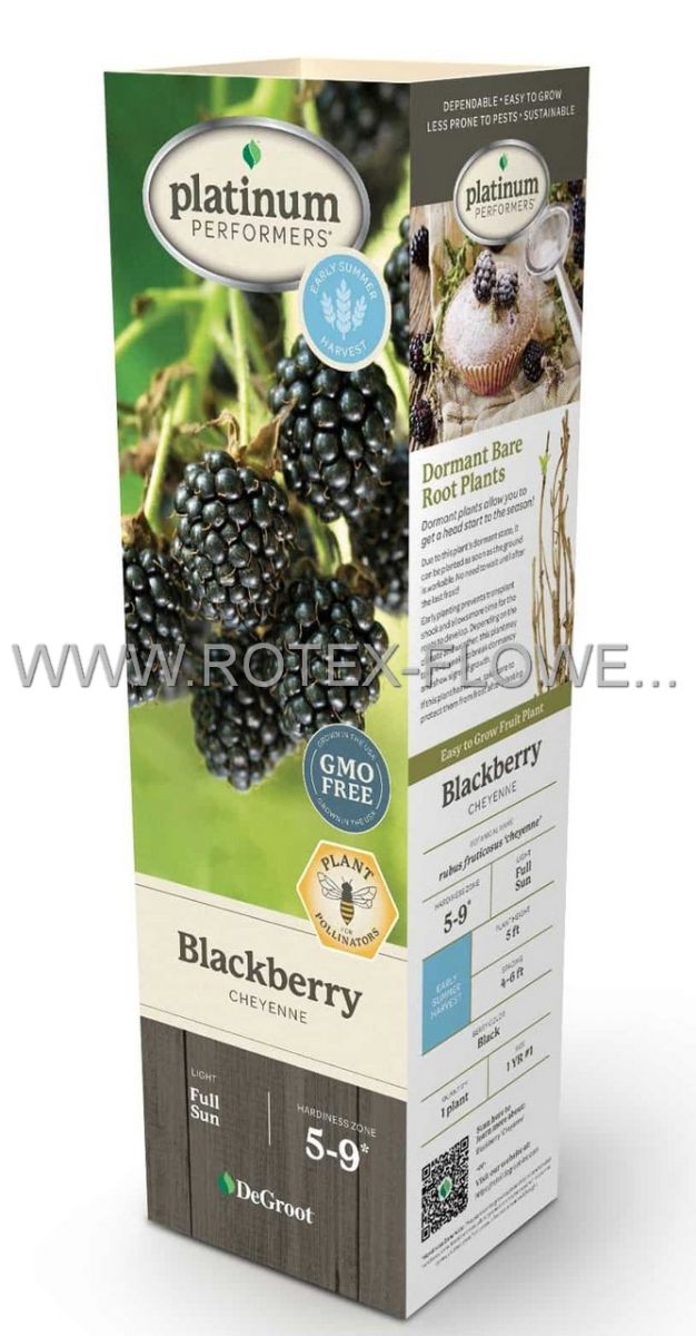 blackberry cheyenne 1yr no1 bl500 25 pkgsx 1