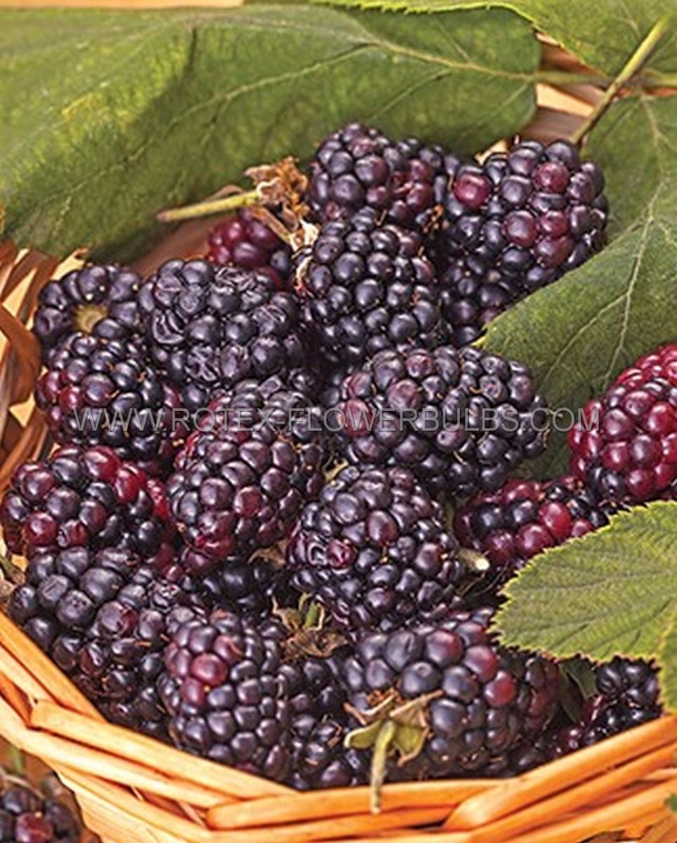 BLACKBERRY 