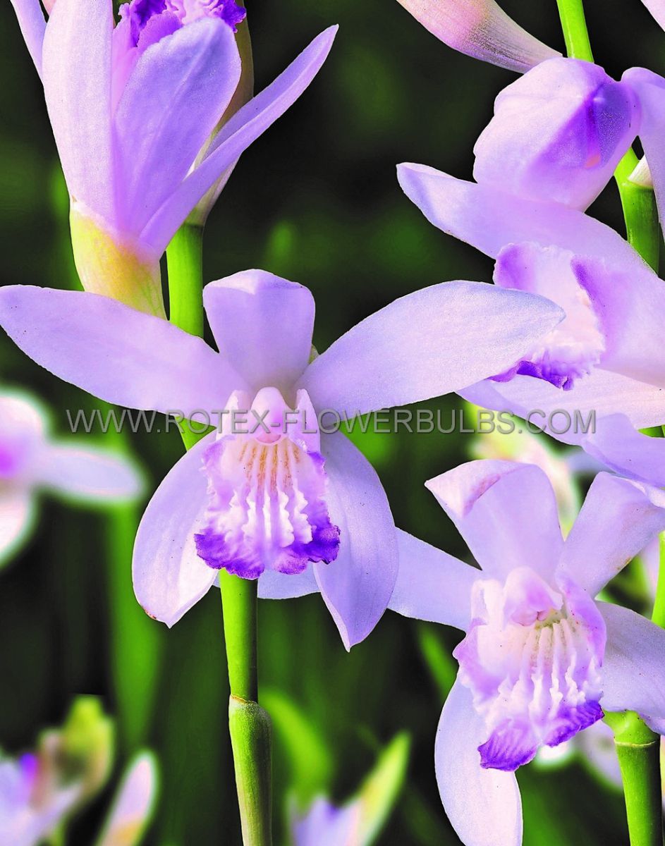 bletilla hardy orchid striata kuchibeni i 25 pbag
