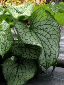 Brunnera (Siberian Bugloss) Macrophylla ‘Alexander‘s Great‘ I (25 p.Bag)