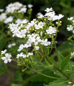 Brunnera (Siberian Bugloss) Macrophylla ‘Betty Bowring‘ I (25 p.Bag)