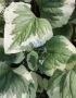 Brunnera (Siberian Bugloss) Macrophylla ‘Variegata‘ I (25 p.Bag) Brunnera (Siberian Bugloss) Macrophylla ‘Variegata‘ I (25 p.Bag)