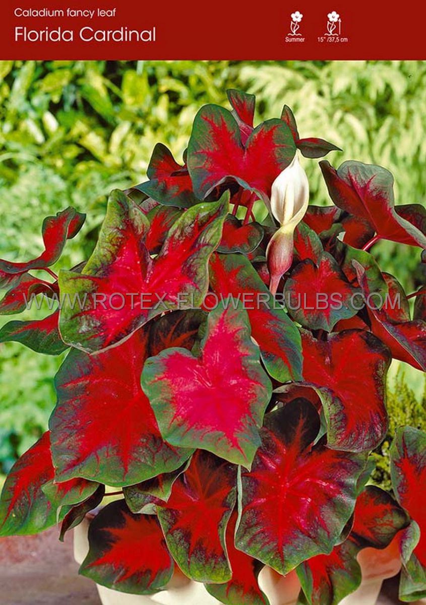 CALADIUM FANCY LEAVED ‘FLORIDA CARDINAL‘ JUMBO (100 P.CARTON) Rotex