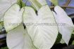 caladium fancy leaved garden white jumbo 100 pcarton