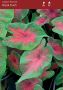 Caladium Fancy Leaved ‘Royal Flush‘ Jumbo (100 p.Carton)