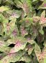 Caladium Fancy Leaved ‘Seafoam Pink‘ Jumbo (100 p.Carton)