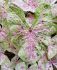 Caladium Fancy Leaved Seafoam Pink Jumbo 100 p.Carton