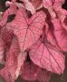 Caladium Fancy Leaved ‘Spring Fling‘ Jumbo (100 p.Carton)