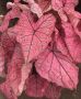 Caladium Fancy Leaved ‘Spring Fling‘ No.1 (200 p.Carton)