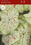 Caladium Fancy Leaved ‘Strawberry Star‘ Jumbo (100 p.Carton)