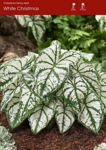 Caladium Fancy Leaved ‘White Christmas‘ Jumbo (100 p.Carton)