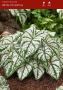 Caladium Fancy Leaved ‘White Christmas‘ Jumbo (100 p.Carton)