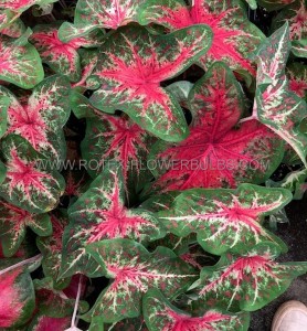 Caladium Fancy Leaved ‘Wildfire‘ No.1 (200 p.Carton)