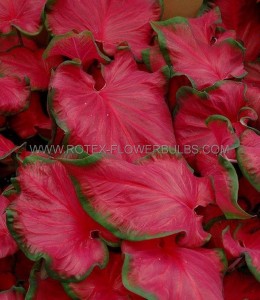 Caladium Strapleaved ‘Cherry Tart‘ No.1 (200 p.Carton)