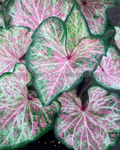 Caladium Strapleaved ‘Dot‘s Delight‘ Jumbo (100 p.Carton)