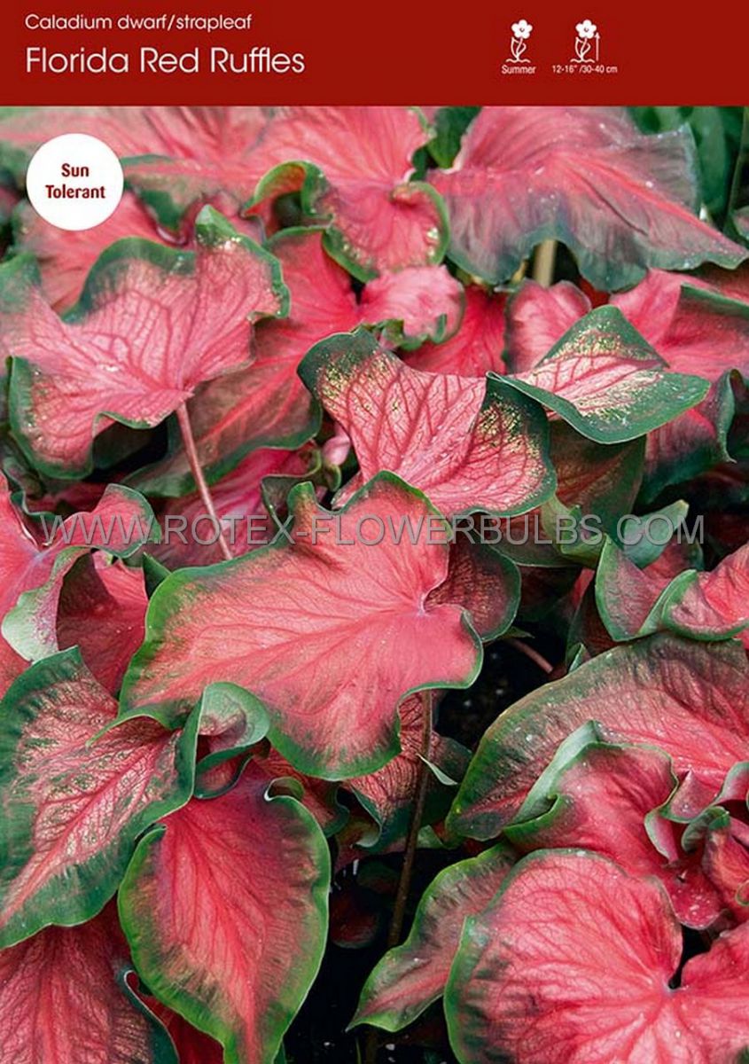 caladium strapleaved florida red ruffles jumbo 100 pcarton