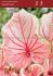 Caladium Strapleaved Florida Sweetheart Jumbo 100 p.Carton