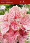 Caladium Strapleaved ‘Florida Sweetheart‘ No.1 (200 p.Carton)
