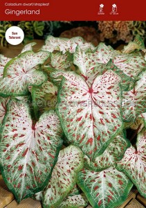 Caladium Strapleaved ‘Gingerland‘ No.1 (200 p.Carton)