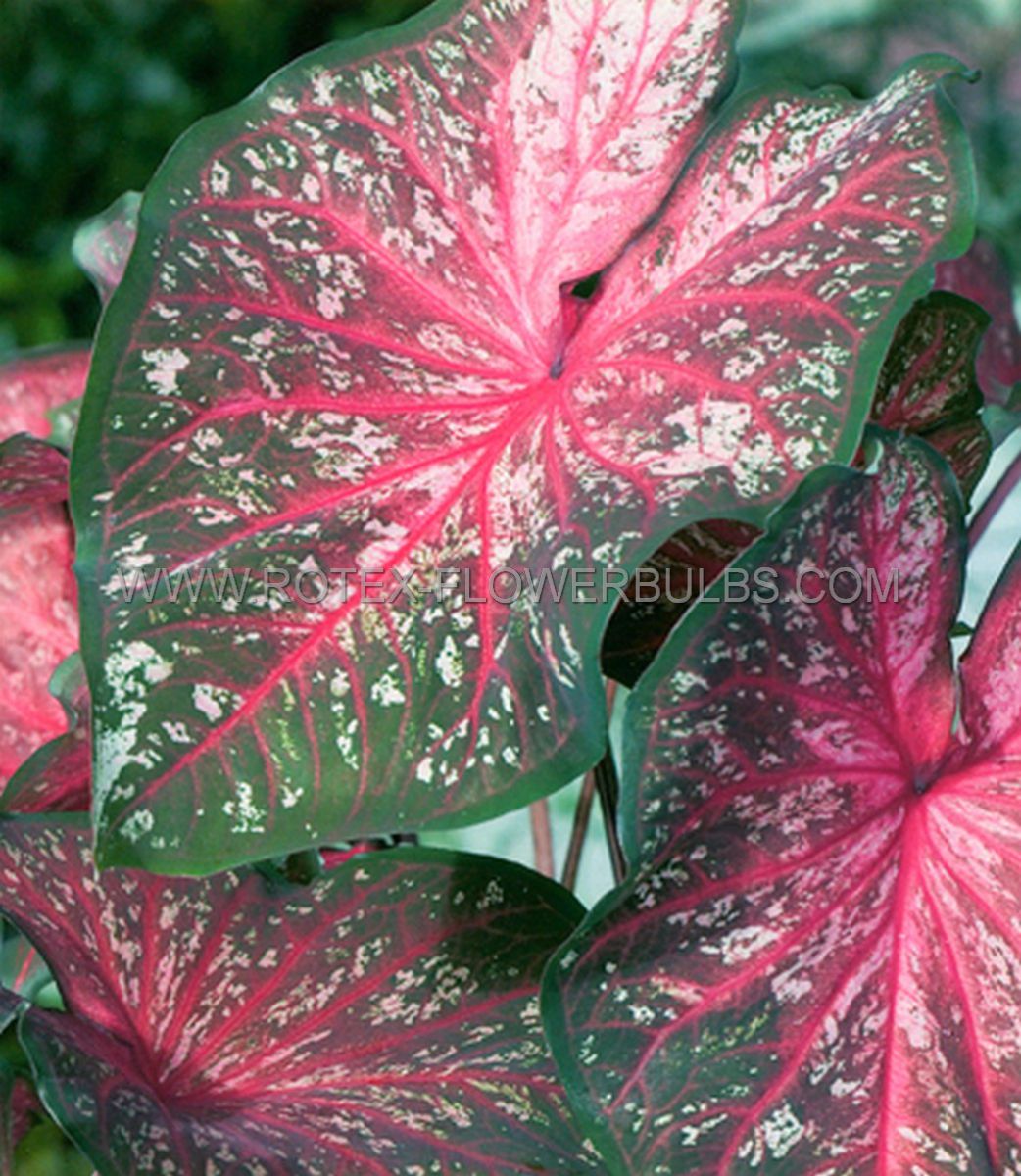 CALADIUM STRAPLEAVED ‘LANCE WHORTON‘ JUMBO (100 P.CARTON) Rotex