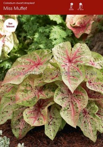 Caladium Strapleaved ‘Miss Muffet‘ No.1 (200 p.Carton)