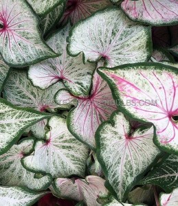 Caladium Strapleaved ‘Pearl Blush‘ Jumbo (100 p.Carton)