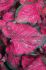 caladium strapleaved pink panther jumbo 100 pcarton