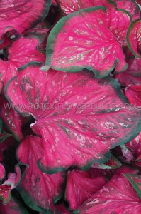 Caladium Strapleaved ‘Pink Panther‘ Jumbo (100 p.Carton)
