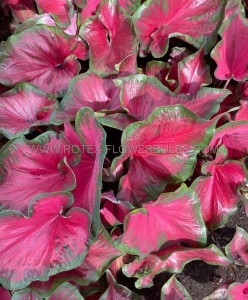 Caladium Strapleaved ‘Salsa‘ Jumbo (100 p.Carton)